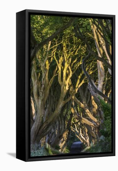 The Dark Hedges, Northern Ireland-Jacek Kadaj-Framed Stretched Canvas