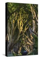 The Dark Hedges, Northern Ireland-Jacek Kadaj-Stretched Canvas