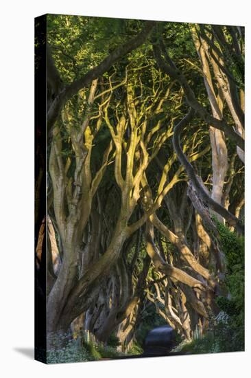 The Dark Hedges, Northern Ireland-Jacek Kadaj-Stretched Canvas