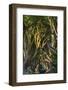 The Dark Hedges, Northern Ireland-Jacek Kadaj-Framed Photographic Print