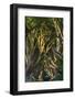 The Dark Hedges, Northern Ireland-Jacek Kadaj-Framed Photographic Print