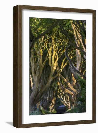 The Dark Hedges, Northern Ireland-Jacek Kadaj-Framed Photographic Print