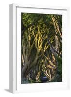 The Dark Hedges, Northern Ireland-Jacek Kadaj-Framed Photographic Print