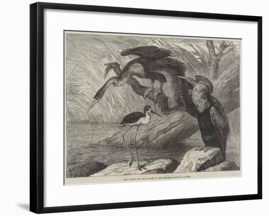 The Darter and Stilt Plover in the Zoological Society's Gardens-Samuel John Carter-Framed Giclee Print