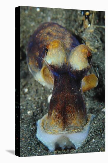 The Day Octopus on Volcanic Sand, Lembeh Strait, Indonesia-null-Stretched Canvas