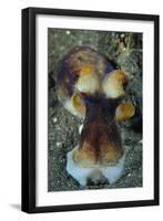 The Day Octopus on Volcanic Sand, Lembeh Strait, Indonesia-null-Framed Photographic Print
