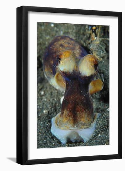 The Day Octopus on Volcanic Sand, Lembeh Strait, Indonesia-null-Framed Photographic Print