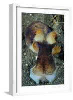 The Day Octopus on Volcanic Sand, Lembeh Strait, Indonesia-null-Framed Photographic Print