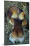 The Day Octopus on Volcanic Sand, Lembeh Strait, Indonesia-null-Mounted Photographic Print