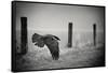 the day of the Raven-holger droste-Framed Stretched Canvas