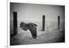 the day of the Raven-holger droste-Framed Photographic Print