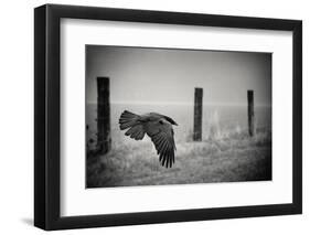 the day of the Raven-holger droste-Framed Photographic Print