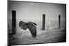 the day of the Raven-holger droste-Mounted Photographic Print