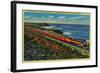 The Daylight Limited Train on California Coast - California Coast-Lantern Press-Framed Art Print