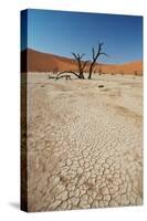 The Dead Acacia Trees of Deadvlei at Sunrise-Alex Saberi-Stretched Canvas