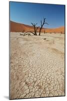 The Dead Acacia Trees of Deadvlei at Sunrise-Alex Saberi-Mounted Photographic Print