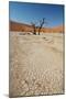 The Dead Acacia Trees of Deadvlei at Sunrise-Alex Saberi-Mounted Photographic Print