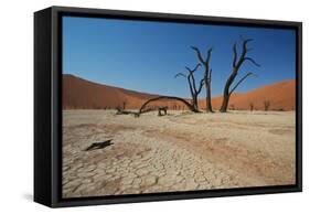 The Dead Acacia Trees of Deadvlei at Sunrise-Alex Saberi-Framed Stretched Canvas