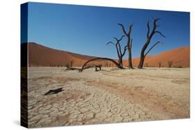 The Dead Acacia Trees of Deadvlei at Sunrise-Alex Saberi-Stretched Canvas