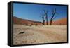 The Dead Acacia Trees of Deadvlei at Sunrise-Alex Saberi-Framed Stretched Canvas