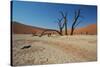 The Dead Acacia Trees of Deadvlei at Sunrise-Alex Saberi-Stretched Canvas