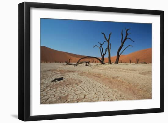 The Dead Acacia Trees of Deadvlei at Sunrise-Alex Saberi-Framed Premium Photographic Print