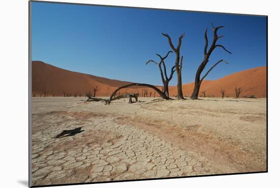 The Dead Acacia Trees of Deadvlei at Sunrise-Alex Saberi-Mounted Photographic Print