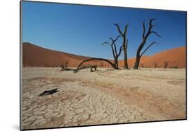 The Dead Acacia Trees of Deadvlei at Sunrise-Alex Saberi-Mounted Photographic Print