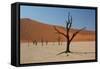 The Dead Acacia Trees of Deadvlei at Sunrise-Alex Saberi-Framed Stretched Canvas