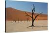 The Dead Acacia Trees of Deadvlei at Sunrise-Alex Saberi-Stretched Canvas