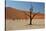 The Dead Acacia Trees of Deadvlei at Sunrise-Alex Saberi-Stretched Canvas