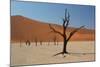 The Dead Acacia Trees of Deadvlei at Sunrise-Alex Saberi-Mounted Photographic Print