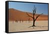 The Dead Acacia Trees of Deadvlei at Sunrise-Alex Saberi-Framed Stretched Canvas