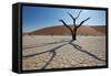 The Dead Acacia Trees of Deadvlei at Sunrise-Alex Saberi-Framed Stretched Canvas