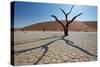 The Dead Acacia Trees of Deadvlei at Sunrise-Alex Saberi-Stretched Canvas