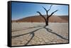 The Dead Acacia Trees of Deadvlei at Sunrise-Alex Saberi-Framed Stretched Canvas