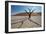 The Dead Acacia Trees of Deadvlei at Sunrise-Alex Saberi-Framed Photographic Print