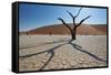 The Dead Acacia Trees of Deadvlei at Sunrise-Alex Saberi-Framed Stretched Canvas