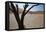 The Dead Acacia Trees of Deadvlei at Sunrise-Alex Saberi-Framed Stretched Canvas