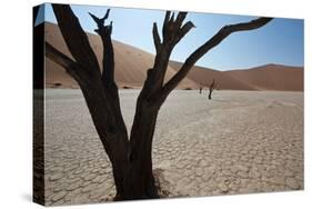 The Dead Acacia Trees of Deadvlei at Sunrise-Alex Saberi-Stretched Canvas