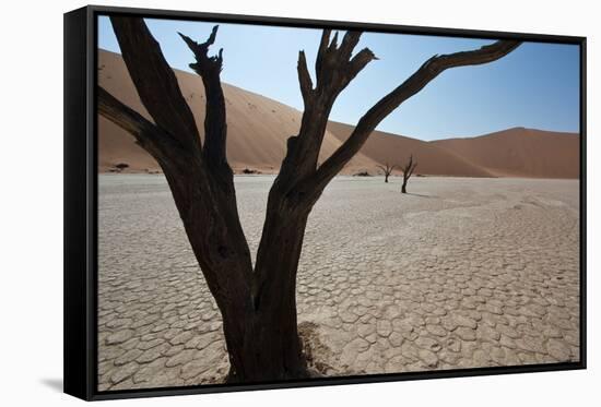 The Dead Acacia Trees of Deadvlei at Sunrise-Alex Saberi-Framed Stretched Canvas