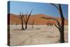 The Dead Acacia Trees of Deadvlei at Sunrise-Alex Saberi-Stretched Canvas