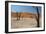 The Dead Acacia Trees of Deadvlei at Sunrise-Alex Saberi-Framed Photographic Print