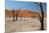 The Dead Acacia Trees of Deadvlei at Sunrise-Alex Saberi-Mounted Photographic Print