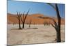 The Dead Acacia Trees of Deadvlei at Sunrise-Alex Saberi-Mounted Photographic Print