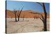 The Dead Acacia Trees of Deadvlei at Sunrise-Alex Saberi-Stretched Canvas