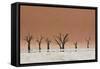 The Dead Acacia Trees of Deadvlei with a Heat Reflection-Alex Saberi-Framed Stretched Canvas