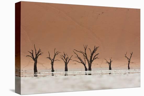 The Dead Acacia Trees of Deadvlei with a Heat Reflection-Alex Saberi-Stretched Canvas