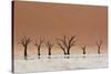 The Dead Acacia Trees of Deadvlei with a Heat Reflection-Alex Saberi-Stretched Canvas