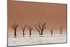 The Dead Acacia Trees of Deadvlei with a Heat Reflection-Alex Saberi-Mounted Photographic Print